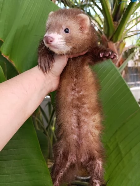 Cucciolo di furetto cioccolato  | Foto 0