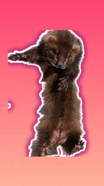 prenotazioni per adorabili cuccioli di furetto! 2026 