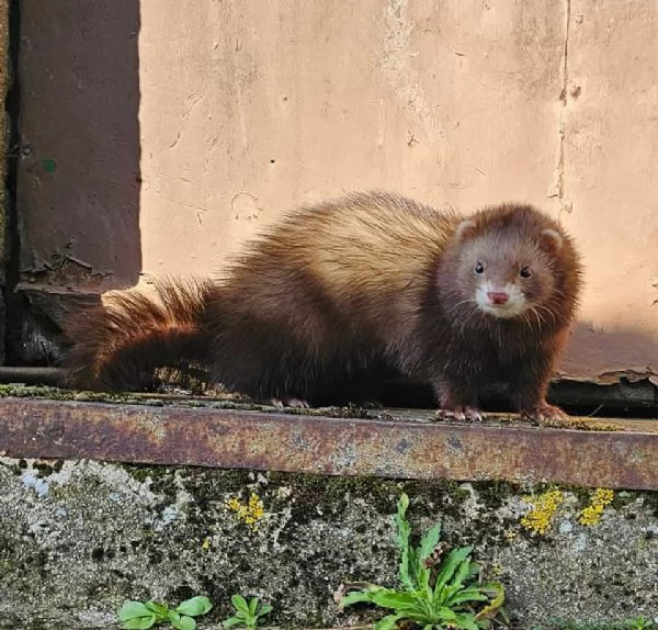 prenotazioni per adorabili cuccioli di furetto! 2026  | Foto 0