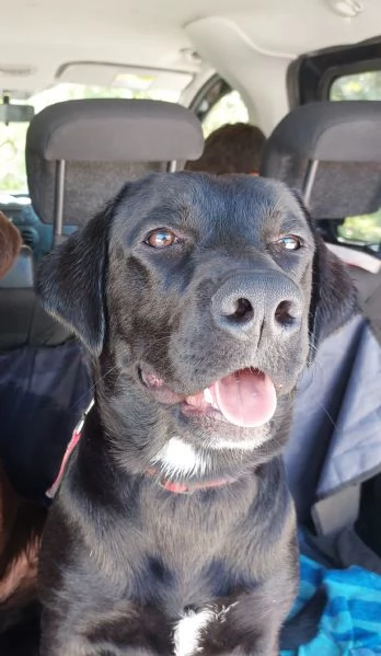 Labrador taglia media