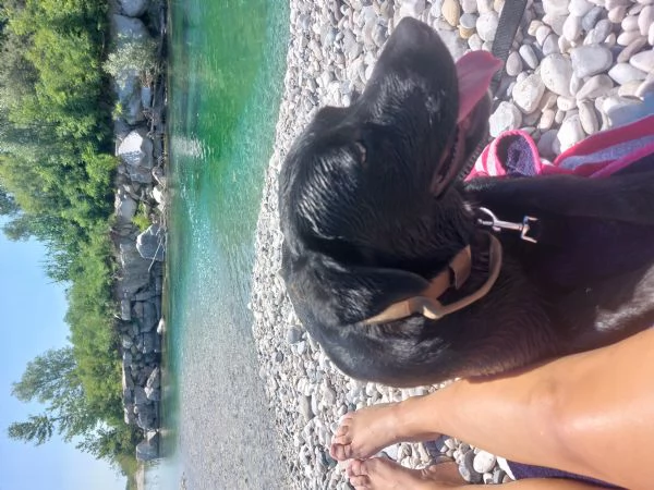 Labrador taglia media | Foto 0