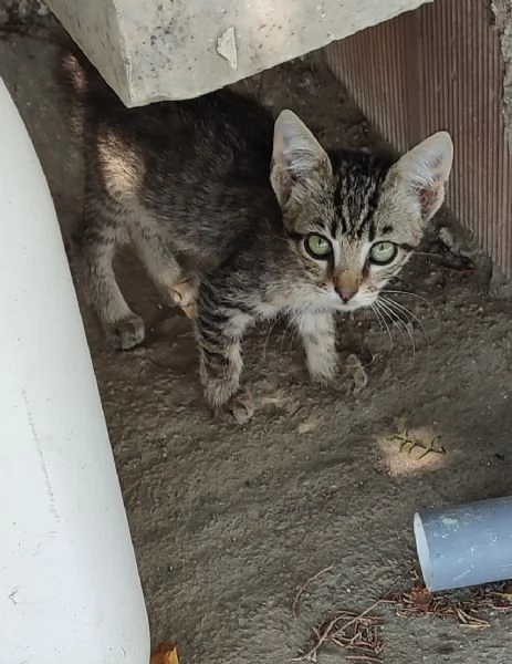 Regalo due gattine di 3 mesi