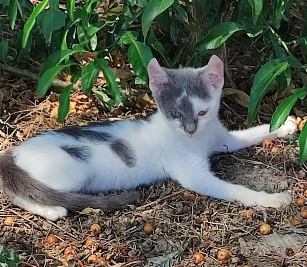 Regalo due gattine di 3 mesi | Foto 0