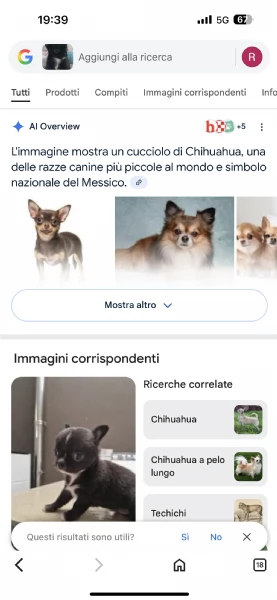 Vendo cane originale 