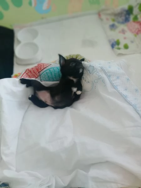 Vendo cane originale  | Foto 2