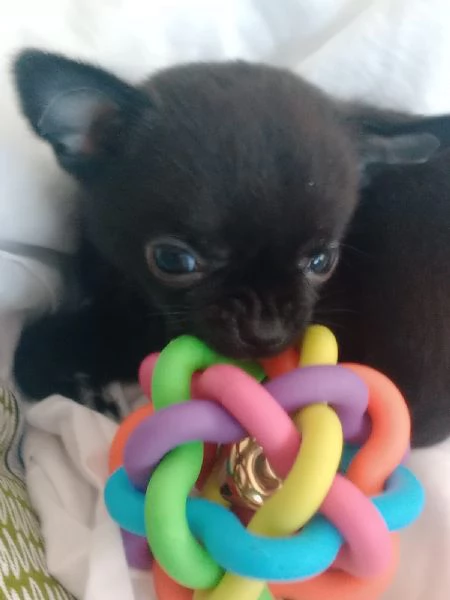 Vendo cane originale  | Foto 1