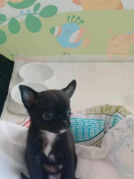 Vendo cane originale  | Foto 0