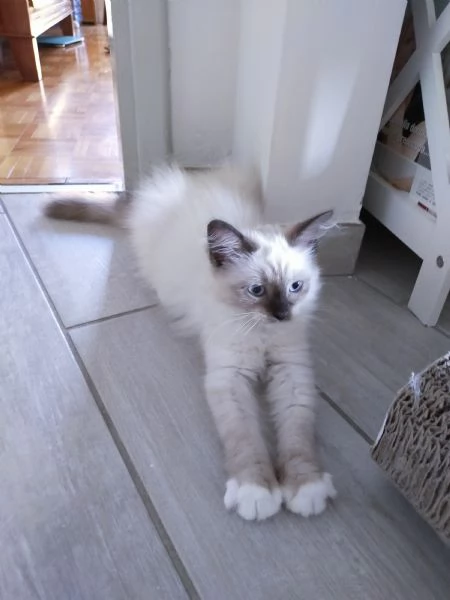 2 Cucciolate in arrivo di gatto siberiano  | Foto 2