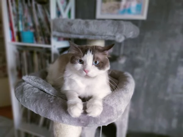 2 Cucciolate in arrivo di gatto siberiano  | Foto 1