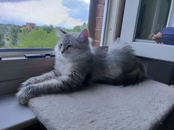 2 Cucciolate in arrivo di gatto siberiano  | Foto 0