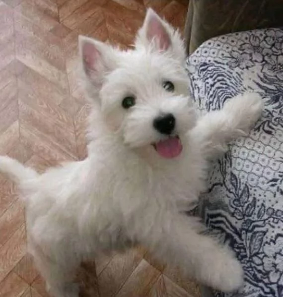 West Highland White Terrier (cuccioli maschio e femmina)