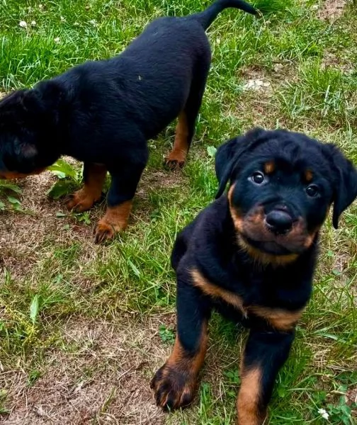 Rottweiler (cuccioli maschio e femmina) | Foto 0