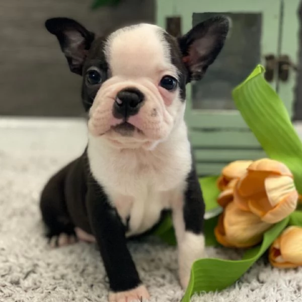 Boston terrier (cuccioli maschio e femmina) | Foto 0