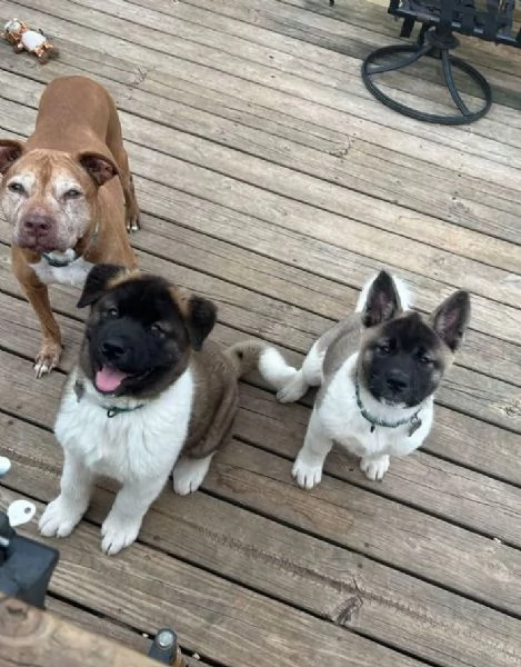 Akita inu (cuccioli maschio e femmina) | Foto 0