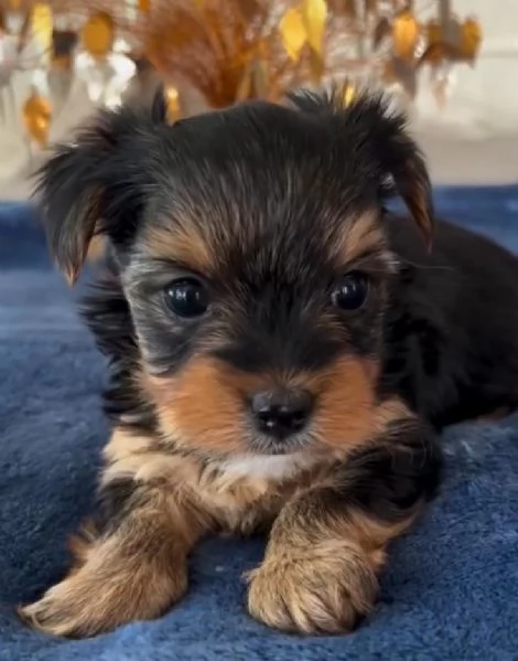 Yorkshire Terrier (cuccioli maschio e femmina) | Foto 0