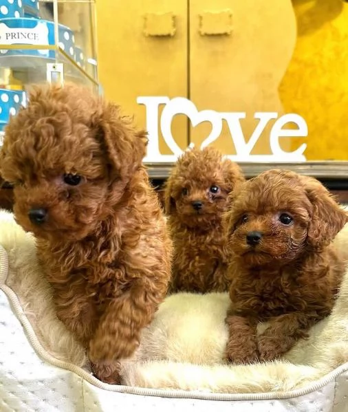 Barboncino Toy (cuccioli maschio e femmina) | Foto 0