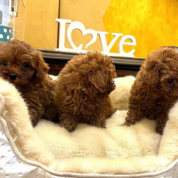 Barboncino Toy (cuccioli maschio e femmina)