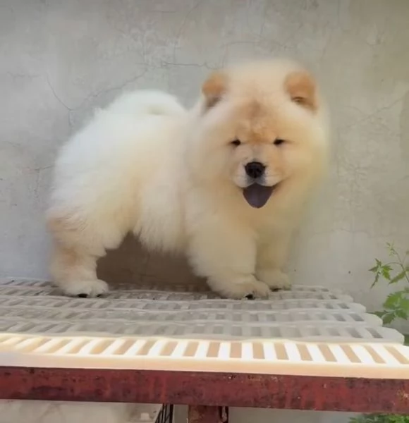 Chow Chow (cuccioli maschio e femmina)