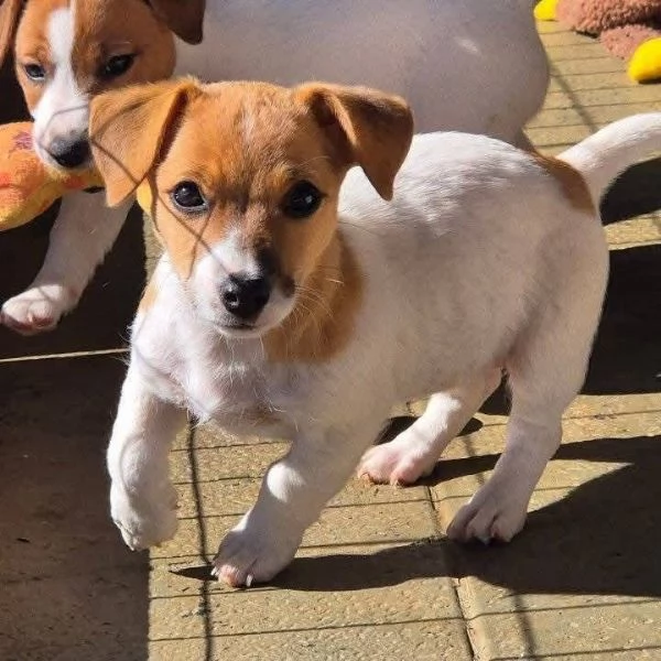 Jack Russell (cuccioli maschio e femmina) | Foto 0