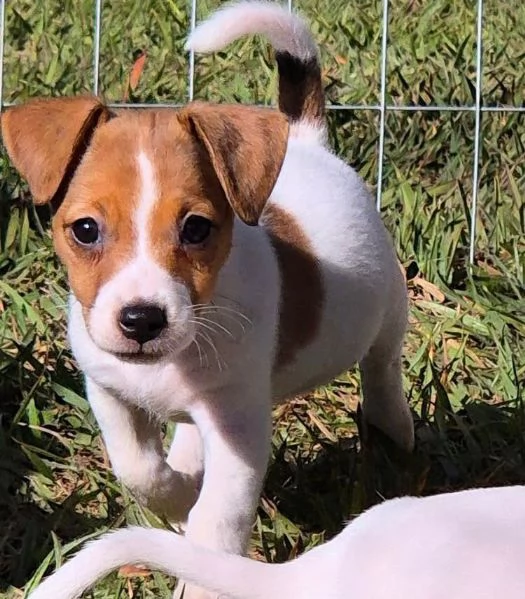 Jack Russell (cuccioli maschio e femmina)