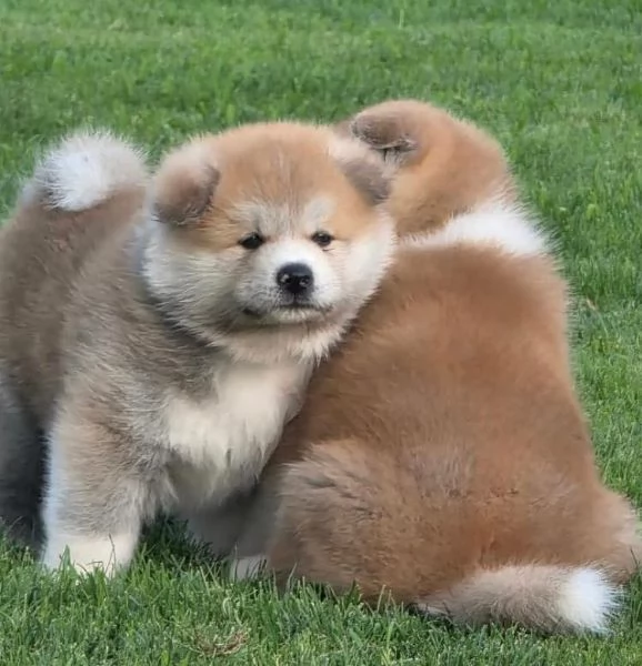 Akita inu (cuccioli maschio e femmina) | Foto 0
