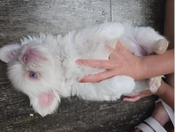 Pechinese (cuccioli maschio e femmina) | Foto 0