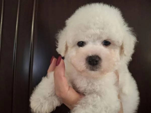 Cuccioli di Bichon Frisé