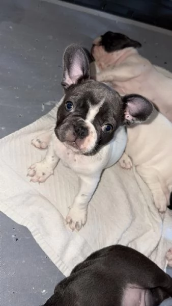 Disponibili cuccioli bulldog francesi 