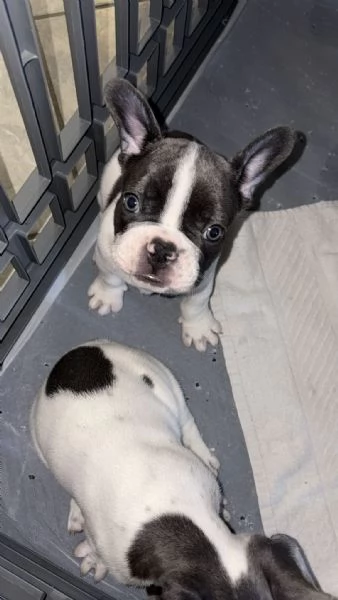 Disponibili cuccioli bulldog francesi  | Foto 1