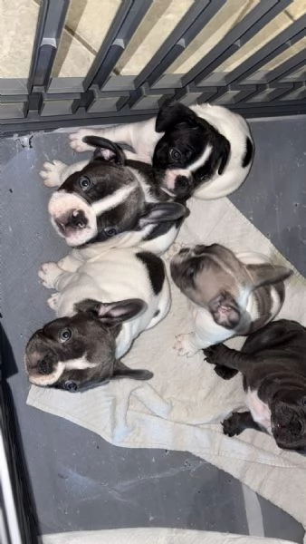 Disponibili cuccioli bulldog francesi  | Foto 0