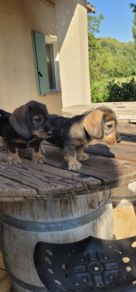  REGALO BASSOTTO | Foto 0