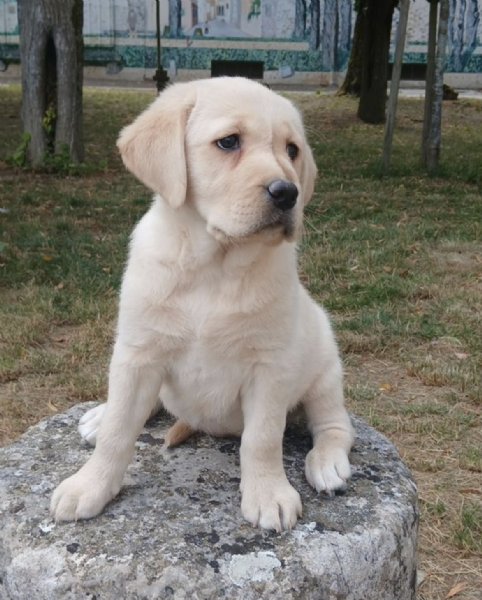  REGALO CUCCIOLI DI LABRADOR  | Foto 0