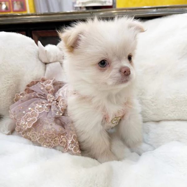 Chihuahua (cuccioli maschio e femmina) | Foto 0