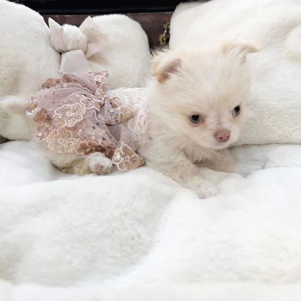 Chihuahua (cuccioli maschio e femmina)