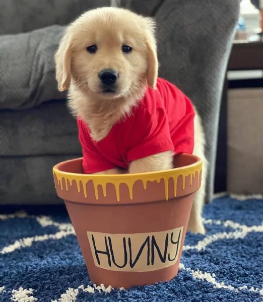 Golden Retriever (cuccioli maschio e femmina | Foto 0