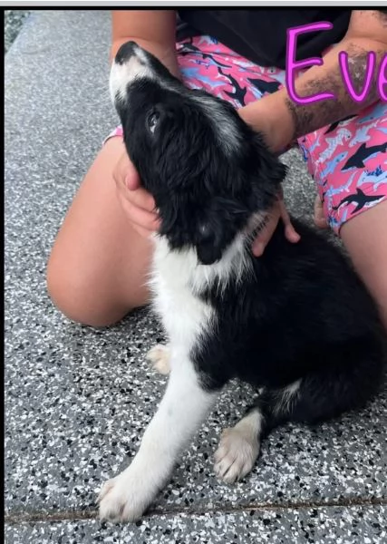 Border Collie (cuccioli maschio e femmina)