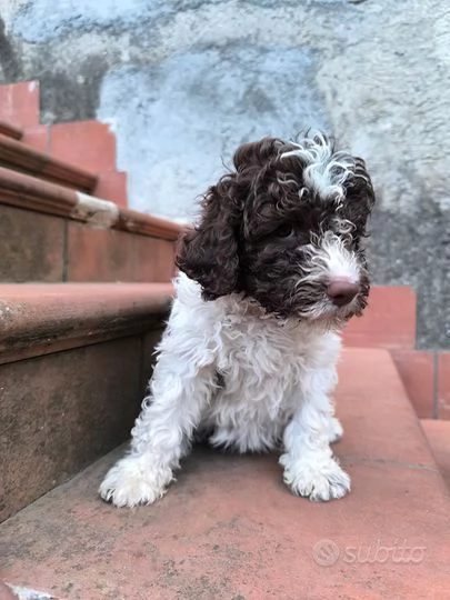 Lagotto (cuccioli maschio e femmina) | Foto 0