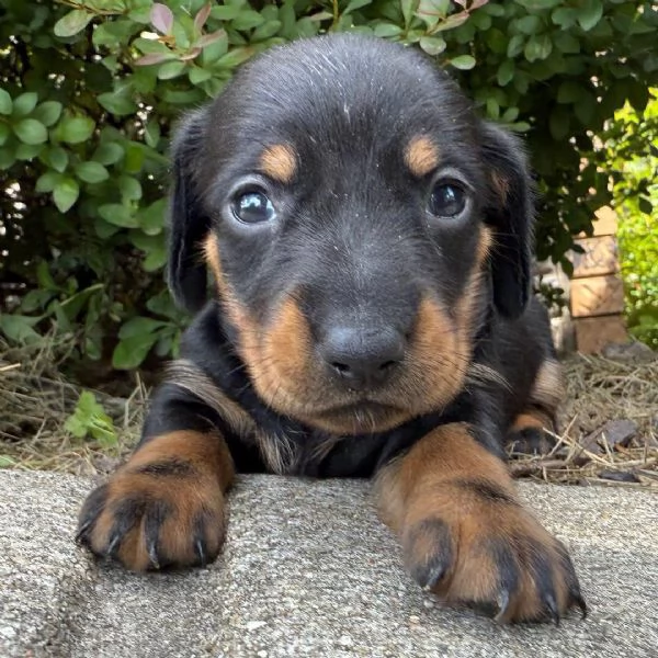 Bassotto Toy (cuccioli maschio e femmina)