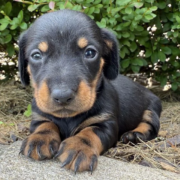 Bassotto Toy (cuccioli maschio e femmina) | Foto 0