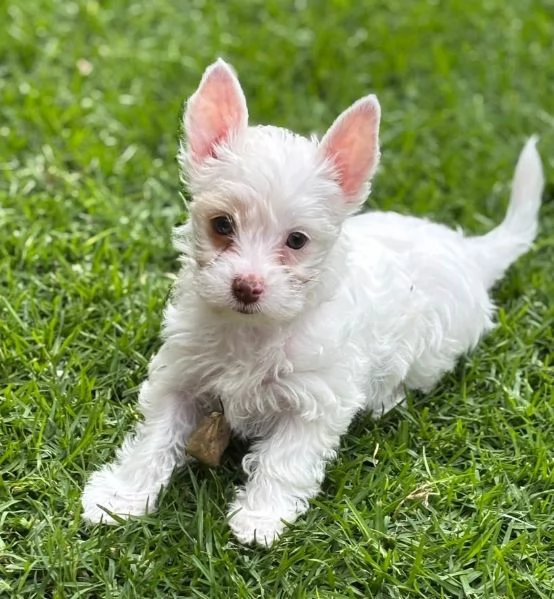 West Highland White Terrier (cuccioli maschio e femmina) | Foto 0
