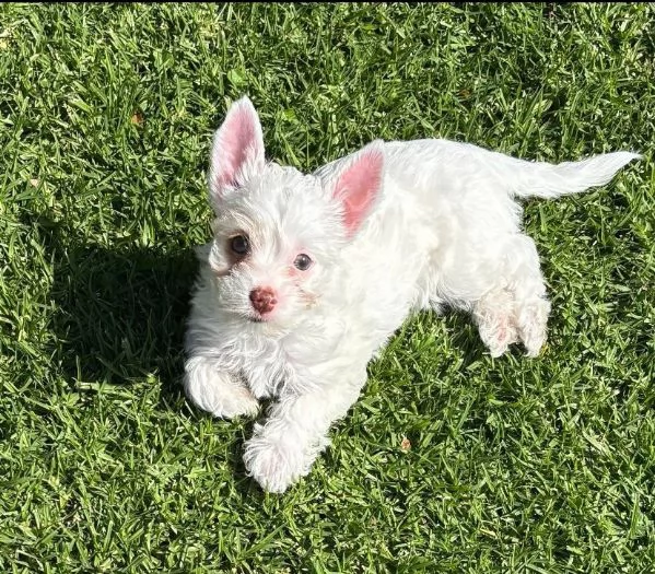 West Highland White Terrier (cuccioli maschio e femmina)