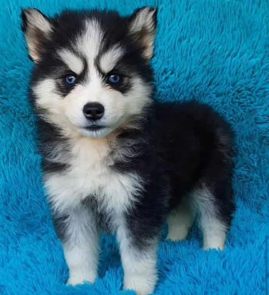 Siberian Husky (cuccioli maschio e femmina) | Foto 0
