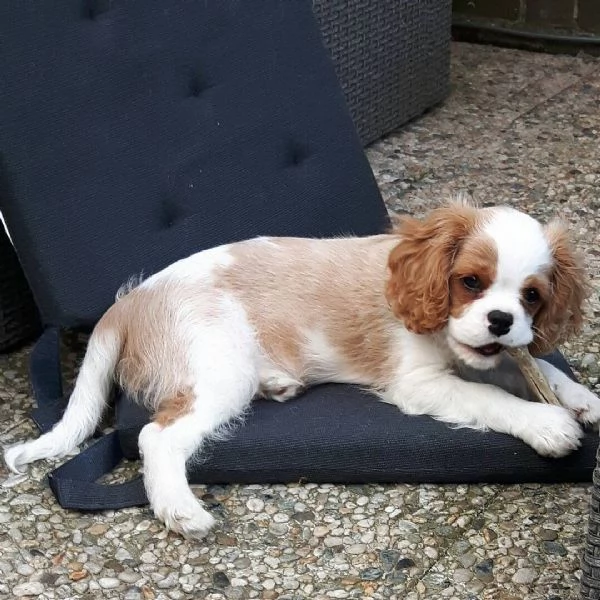 Cavalier King Charles (cuccioli maschio e femmina)