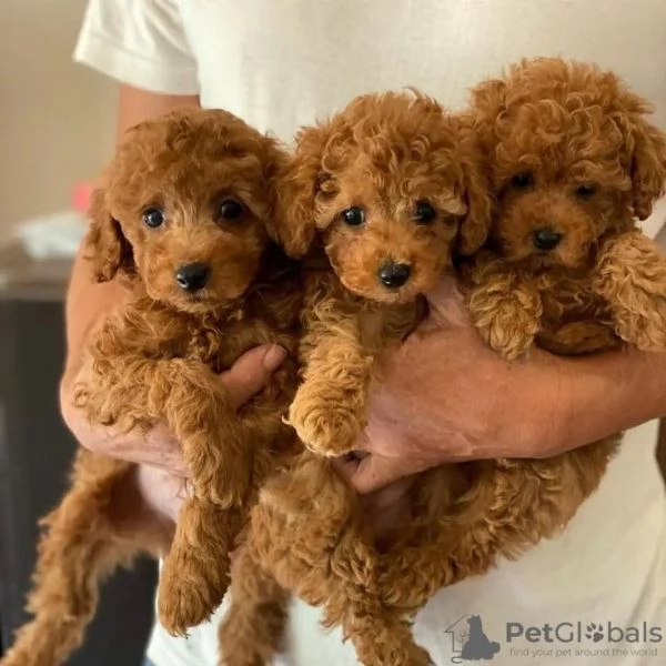 Regalo Cuccioli di barboncino in cerca della loro famiglia per sempre 