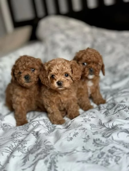 Regalo L'amore per il barboncino è a portata di adozione!