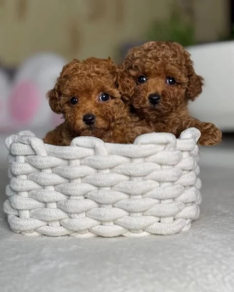 Regalo Dolci, intelligenti e coccolosi: i barboncini in adozione!