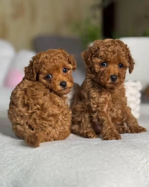 Regalo Zampe piccole, cuori grandi: adottate un barboncino oggi stesso!