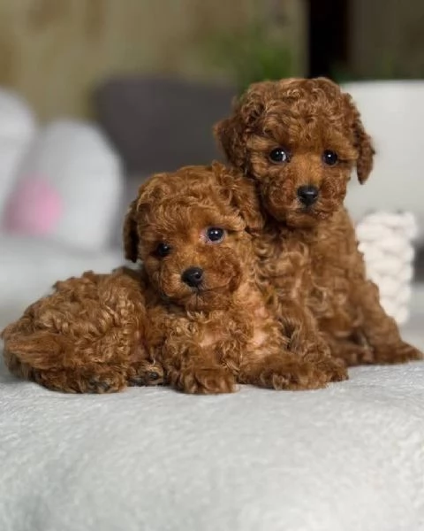Regalo Barboncini pronti a portare gioia nella vostra vita!