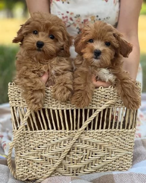 Regalo Questi cuccioli di barboncino sono degli incantatori nati!