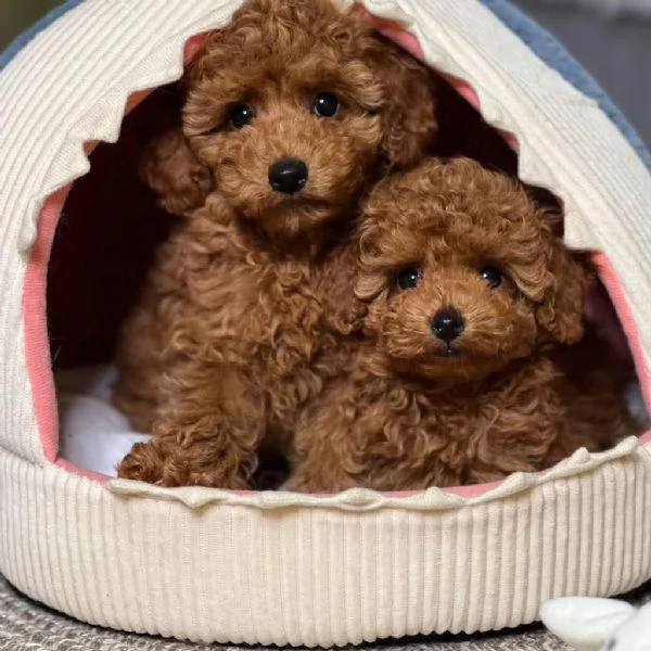 Regalo Adorabili cuccioli di barboncino pronti per case amorevoli!